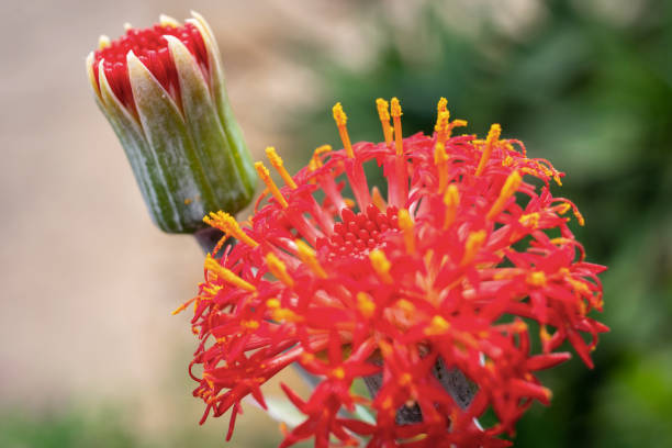 istock Focus on a red Kleinia flower 997081596