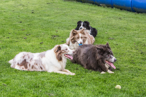 istock border collie dog outdoors in Belgium 997081638