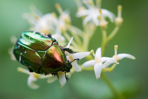 Green Rose Chafer (Cetonia Aurata) is feeding on a flowers.