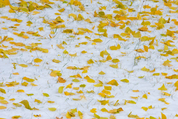 istock Texture, background, pattern. Yellow red autumn leaves on the first snow. The leaves lie on the snow, on the ground. 997082012