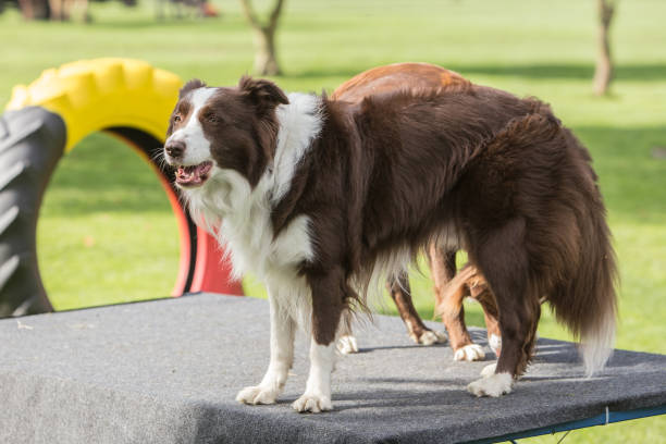 istock border collie dog outdoors in Belgium 997082140