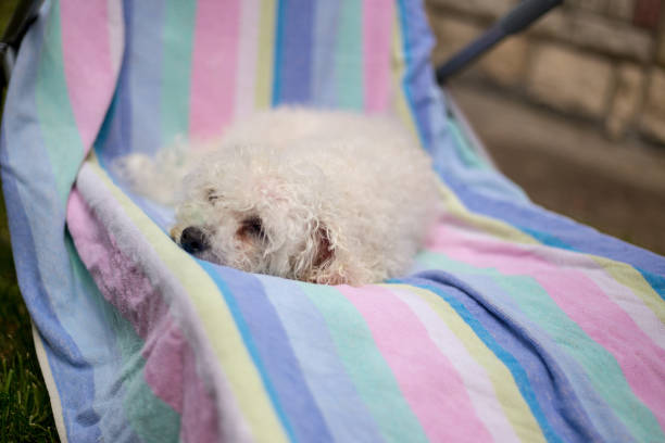 istock Little wet dog with towel, after the bath 997082194