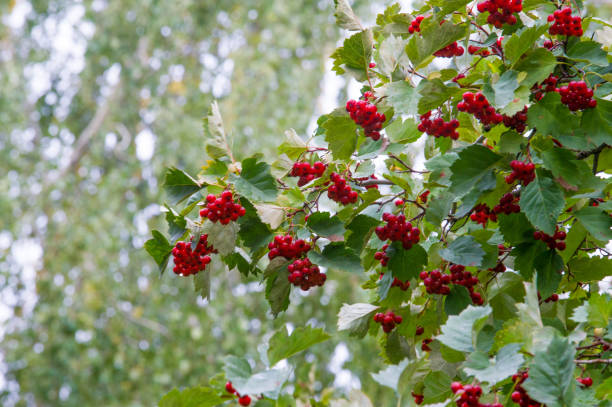 Texture, background, pattern. Autumn red hawthorn berries on a green background