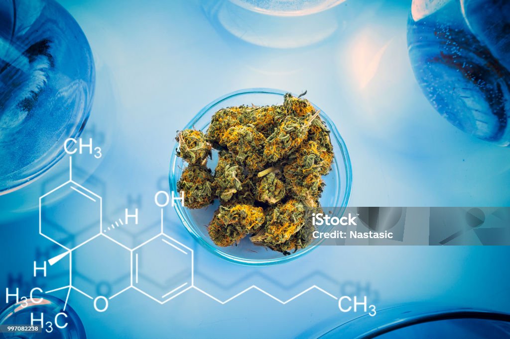 Cannabis in laboratory table Cannabis buds in laboratory Cannabis Plant Stock Photo