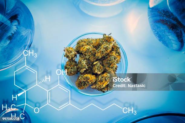 Cannabis In Laboratory Table Stock Photo - Download Image Now - Cannabis Plant, Cannabis - Narcotic, Marijuana - Herbal Cannabis