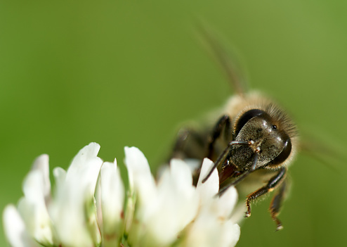 Macro closeup of a bee pollinating a small white flower