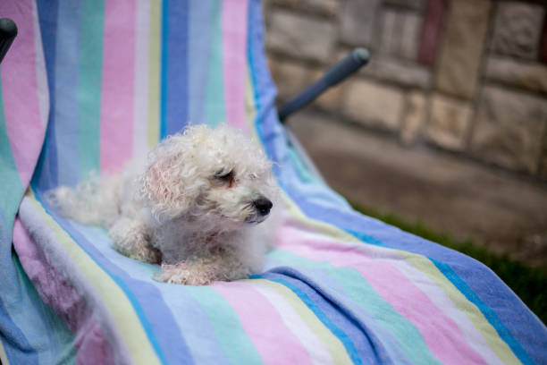 istock Little wet dog with towel, after the bath 997082582