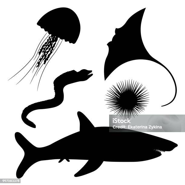 Dangerous Marine Life Stock Illustration - Download Image Now - Stingray, Icon Symbol, Sea Urchin