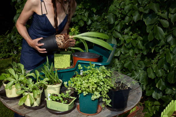 istock repotting seedlings and young plants at early morning 997083592
