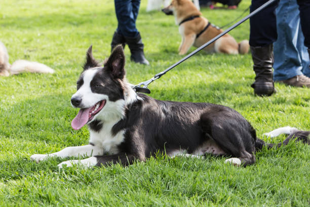 istock border collie dog outdoors in Belgium 997083756