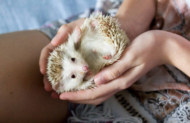 African pygmy hedgehog in the hands of a girl stock photo