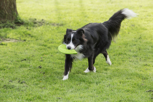 istock border collie dog outdoors in Belgium 997086100