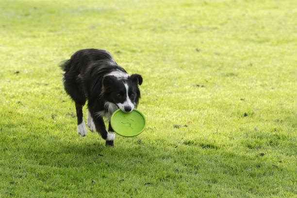 istock border collie dog outdoors in Belgium 997086242