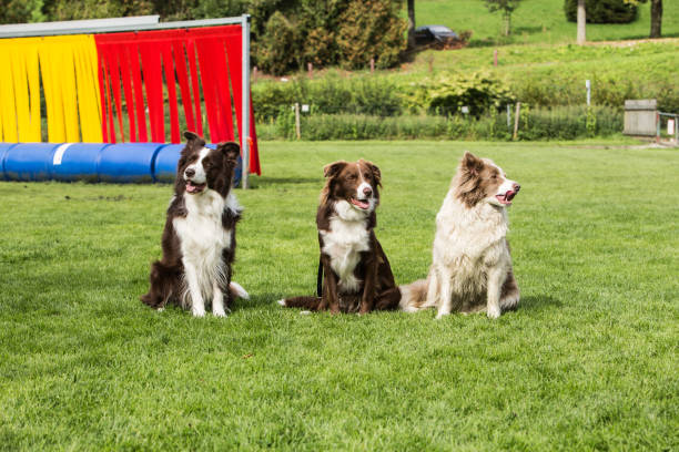 istock border collie dog outdoors in Belgium 997086370