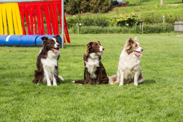 istock border collie dog outdoors in Belgium 997086422