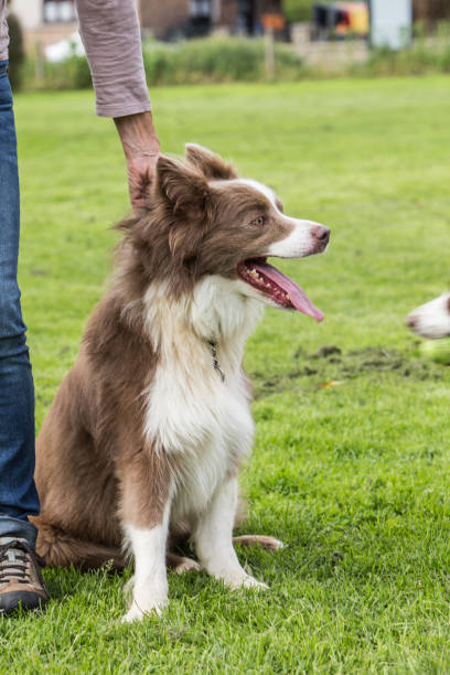 istock border collie dog outdoors in Belgium 997087192