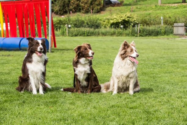 istock border collie dog outdoors in Belgium 997087592