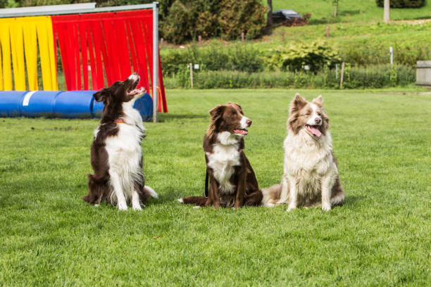 istock border collie dog outdoors in Belgium 997087654