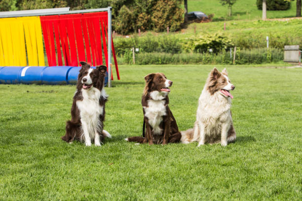 istock border collie dog outdoors in Belgium 997087758