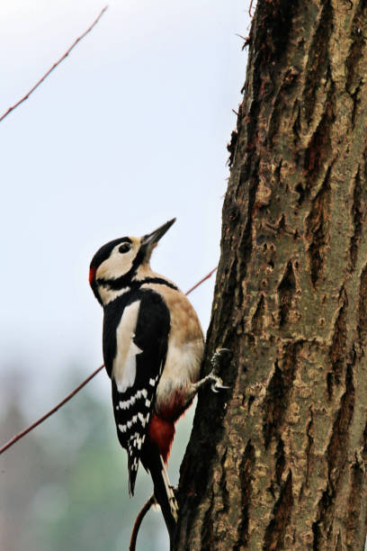 istock A view of a Great Spotted Woodpecker on a tree 997088256