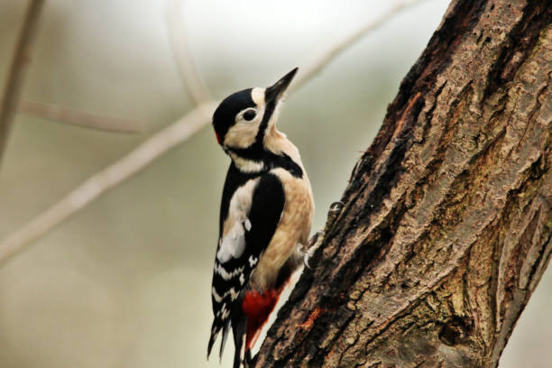 istock A view of a Great Spotted Woodpecker on a tree 997088260