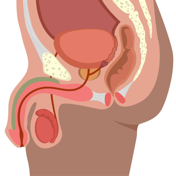 иллюстрация вектора мужской репродуктивной системы - головка пениса иллюстрации stock illustrations