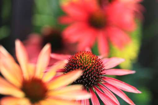 Pink and yellow coneflower (Echinacea) in the garden