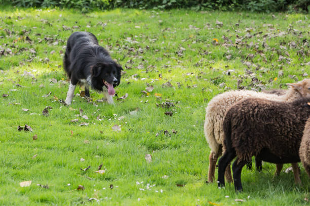 istock border collie dog outdoors in Belgium 997091164