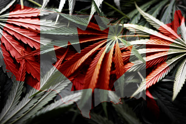 Canada Flag on cannabis background. Drug policy. Legalization of marijuana