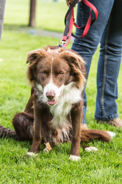 istock border collie dog outdoors in Belgium 997092922