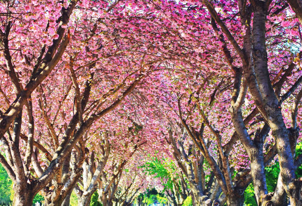 istock Top of blooming cherry trees in spring 997093170