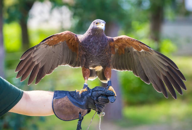 istock Harris's hawk bird of prey on hand 997093226