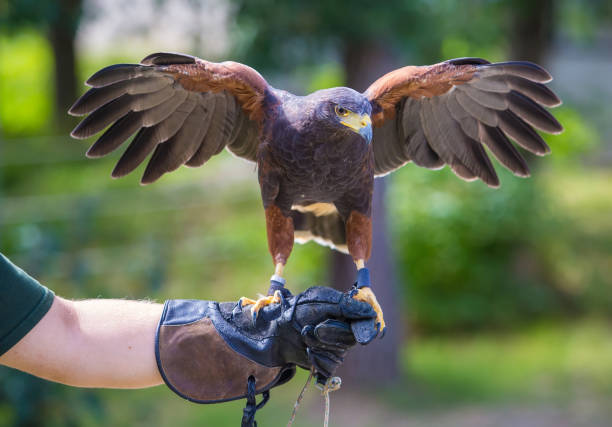 istock Harris's hawk bird of prey on hand 997093260