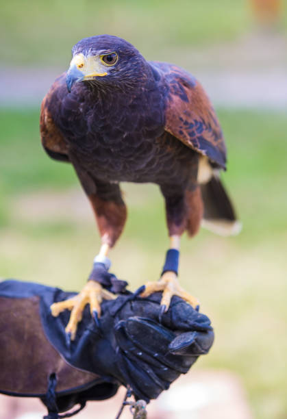 harris's hawk bird of prey on hand - harris hawk hawk bird of prey bird imagens e fotografias de stock