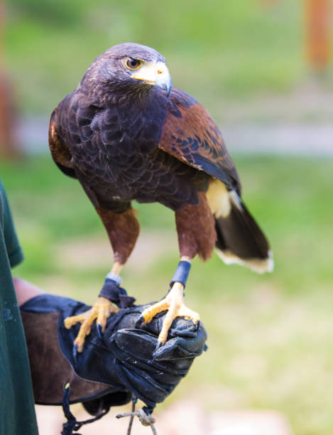 harris hawk raubvogel auf der seite - harris hawk hawk bird of prey bird stock-fotos und bilder