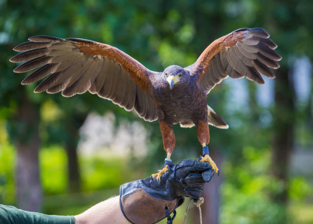 harris's hawk bird of prey on hand - harris hawk hawk bird of prey bird imagens e fotografias de stock