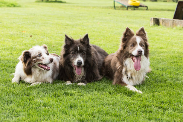 istock border collie dog outdoors in Belgium 997095782