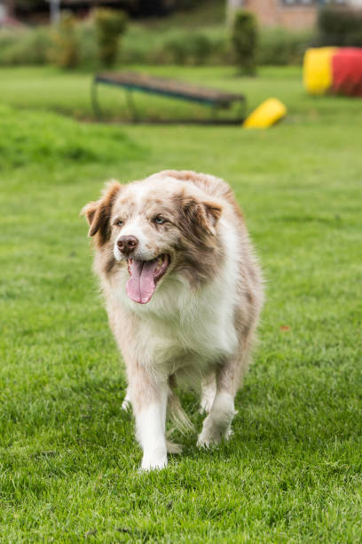 istock border collie dog outdoors in Belgium 997097400