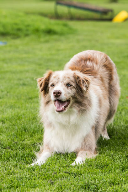 istock border collie dog outdoors in Belgium 997097524