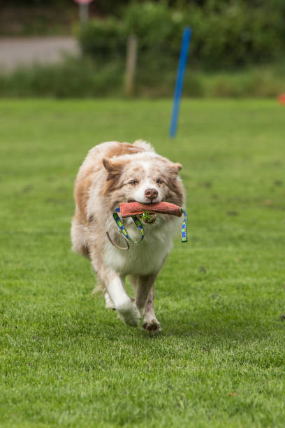 istock border collie dog outdoors in Belgium 997100392