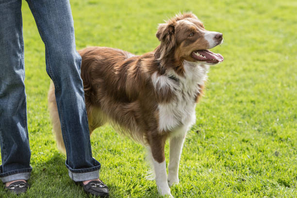 istock border collie dog outdoors in Belgium 997106022