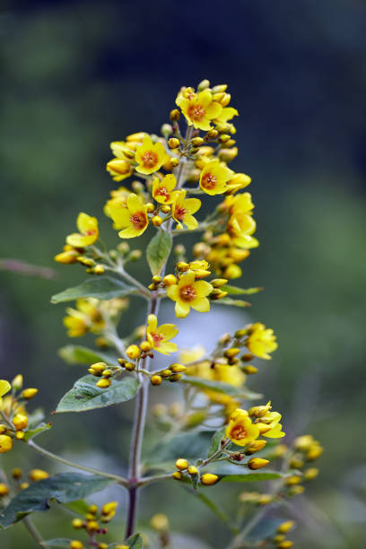 istock Yellow flowers in the garden 997106276