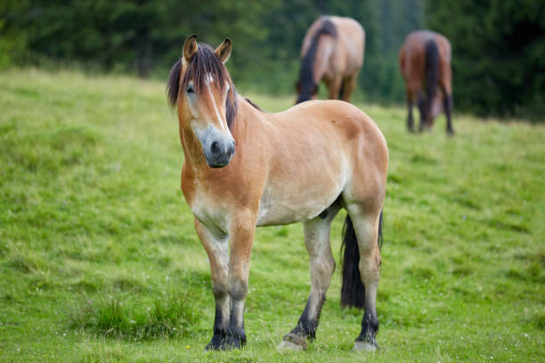 istock Herd of horses grazing 997106758