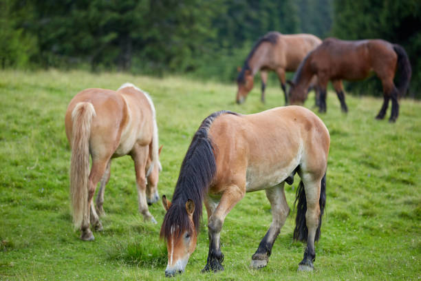 istock Herd of horses grazing 997106768