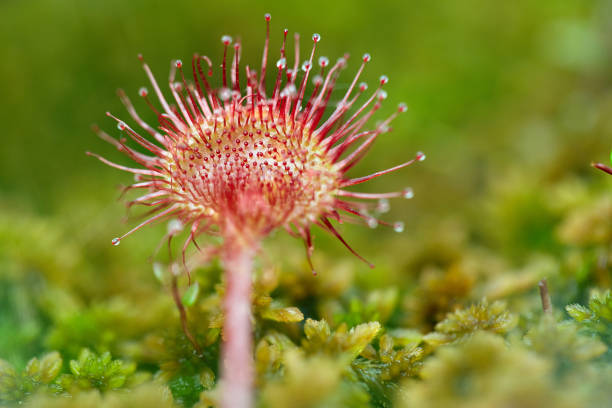 Dionaea muscipula. A flower that eats flies.\nA fly perched on a flower.
