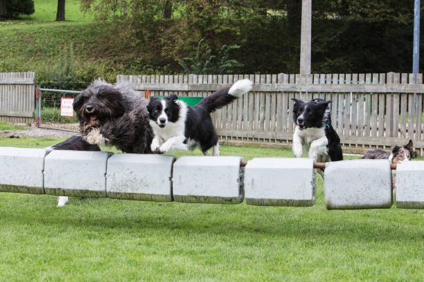 istock border collie dog outdoors in Belgium 997110280