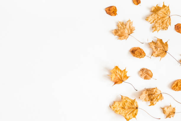 istock Autumn dried leaves on white background. Flat lay, top view 997111674