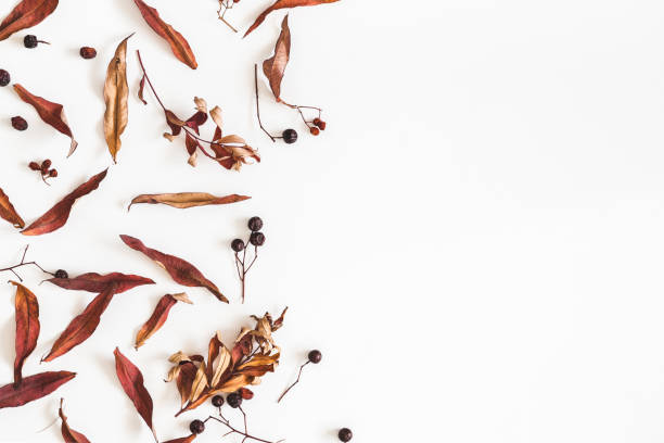 istock Autumn leaves on white background. Flat lay, top view 997116468