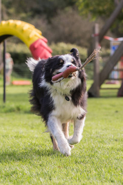 istock border collie dog outdoors in Belgium 997117340