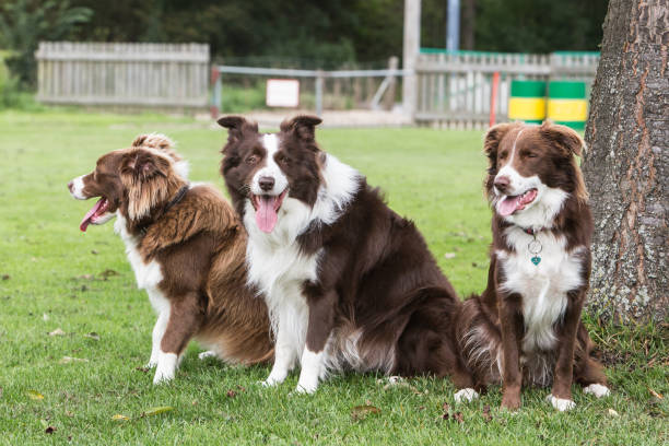 istock border collie dog outdoors in Belgium 997117958